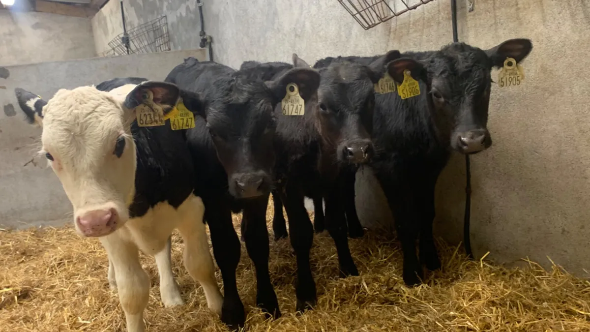 4 Strong Quality Bull Calves - Image 1