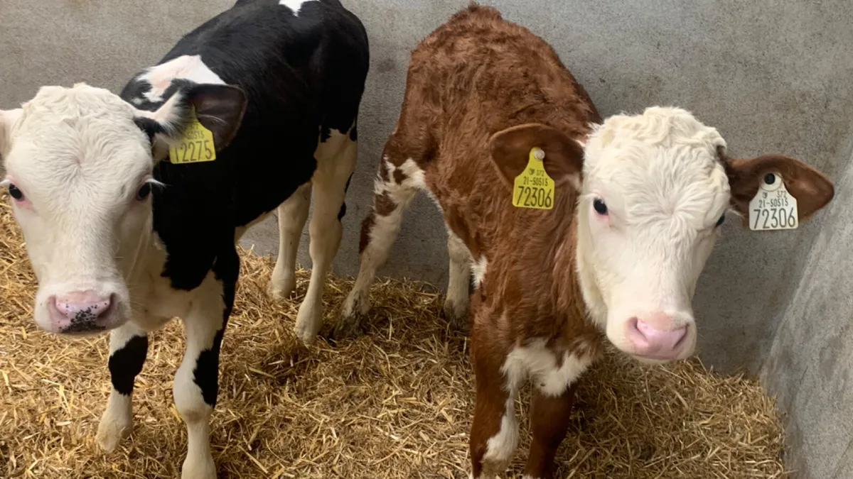 3 Strong 2 Month Old Hereford Heifer Calves - Image 2