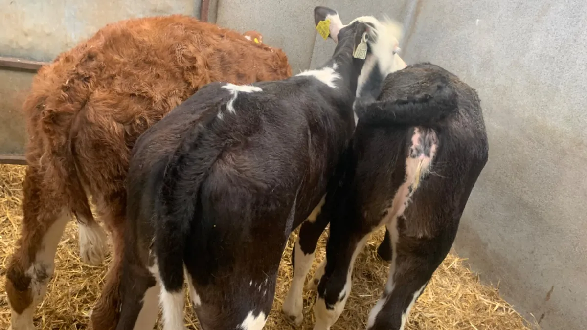 3 Strong 2 Month Old Hereford Heifer Calves - Image 4