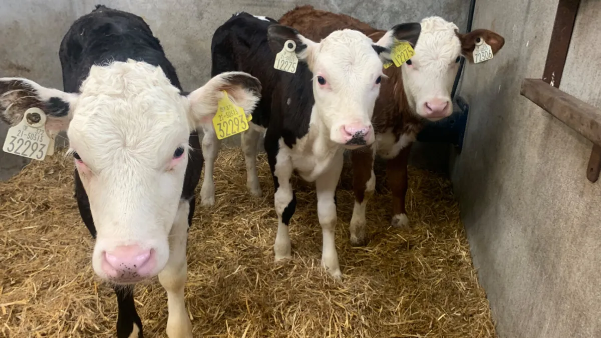 3 Strong 2 Month Old Hereford Heifer Calves - Image 1