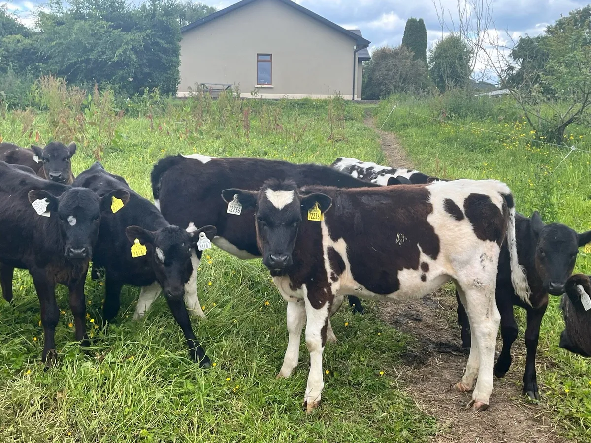 Friesian heifer calves for sale in Co. Limerick for €400 on DoneDeal