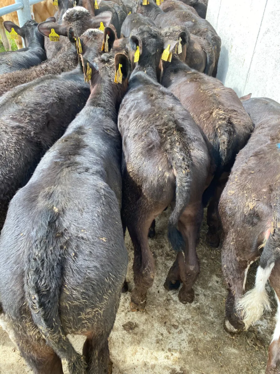 Reared Calves - Image 2