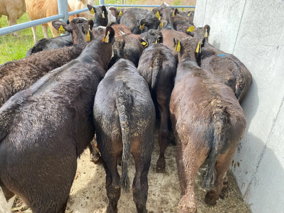 Reared Calves - Image 1