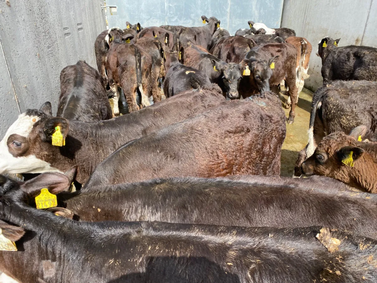 Reared Calves - Image 4