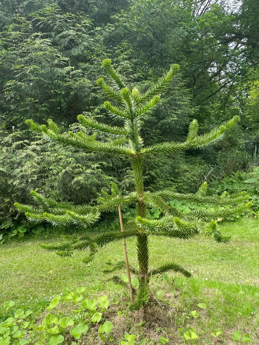 Monkey Puzzle - Image 1