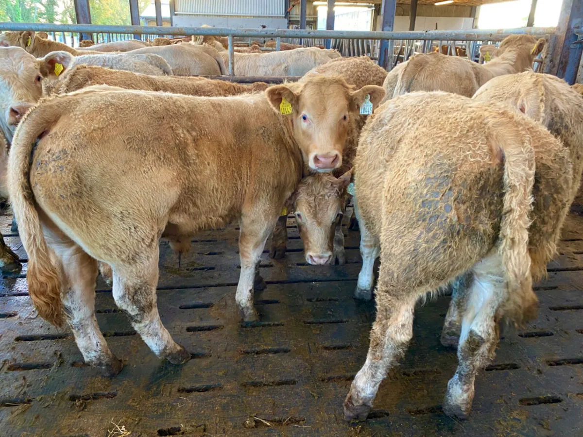 Charolais Bullocks - Image 2