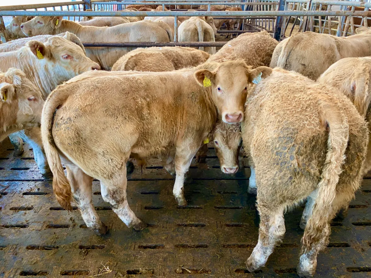 Charolais Bullocks - Image 3