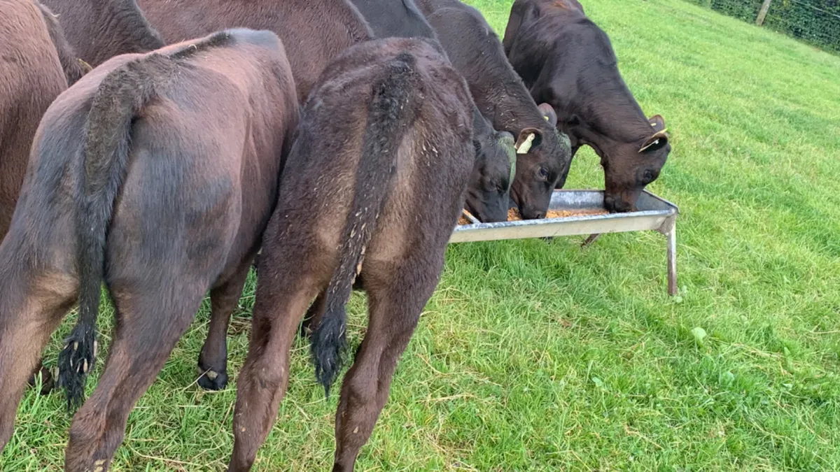 8 Quality AA Heifer Runners - Image 2