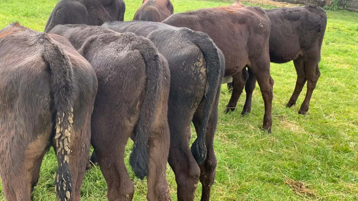 8 Quality AA Heifer Runners - Image 4