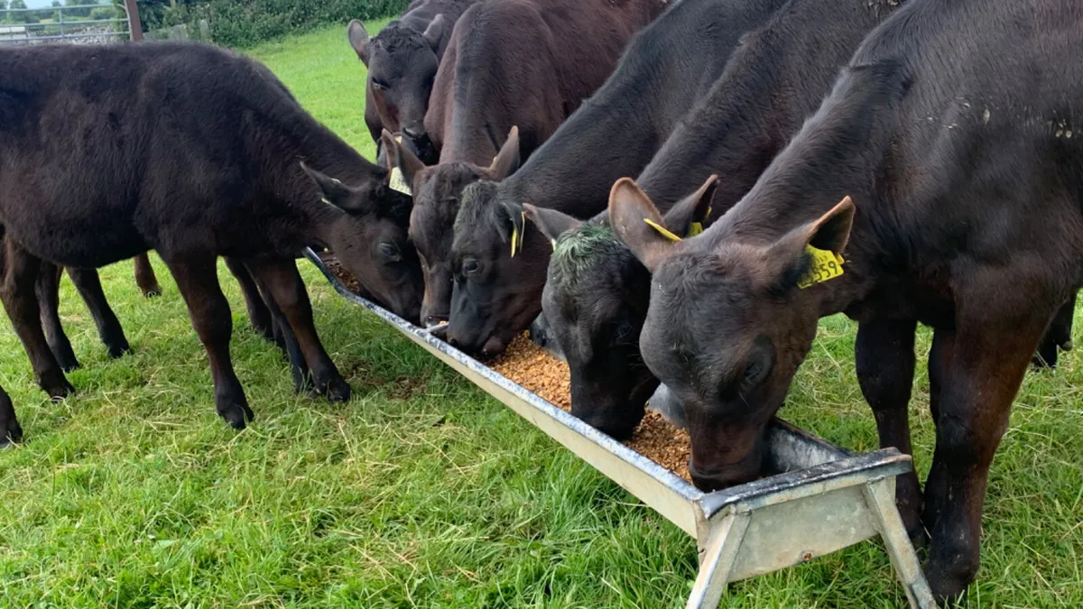 8 Quality AA Heifer Runners - Image 1