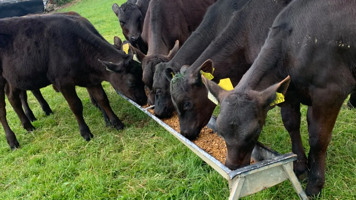 8 Quality AA Heifer Runners - Image 3