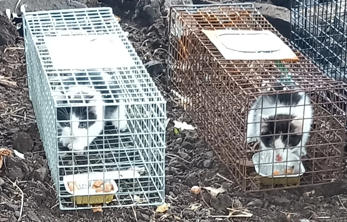 KITTENS for sale in Co. Galway for €30 on DoneDeal