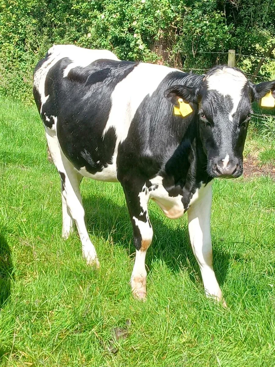 20 ai springing and maiden heifers omagh 24th June for sale in Co