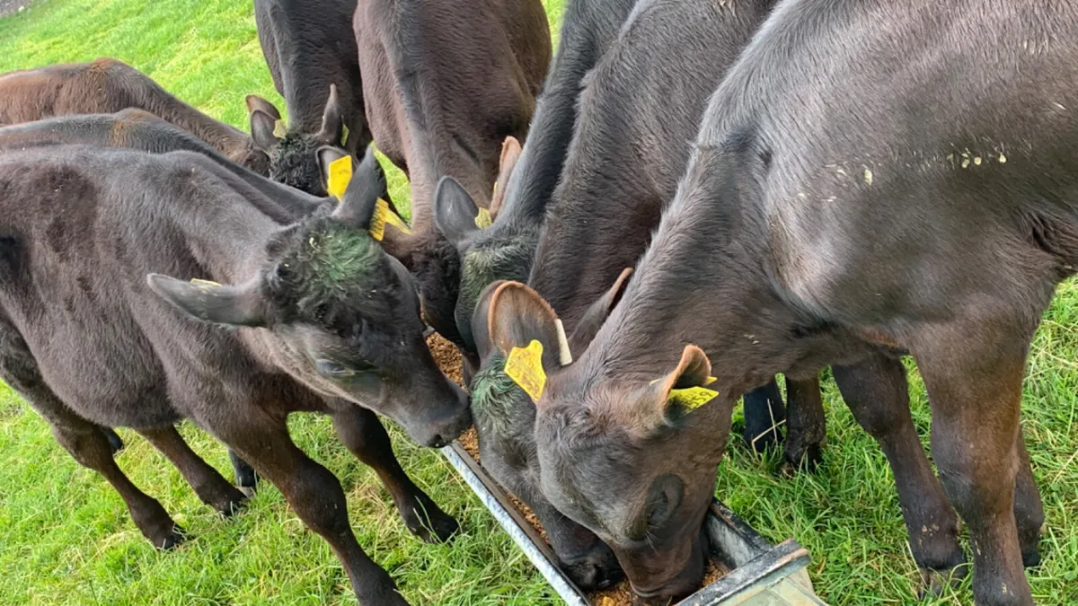 ⭐️Top Quality Calves/Runners/Wealings ⭐️ - Image 3