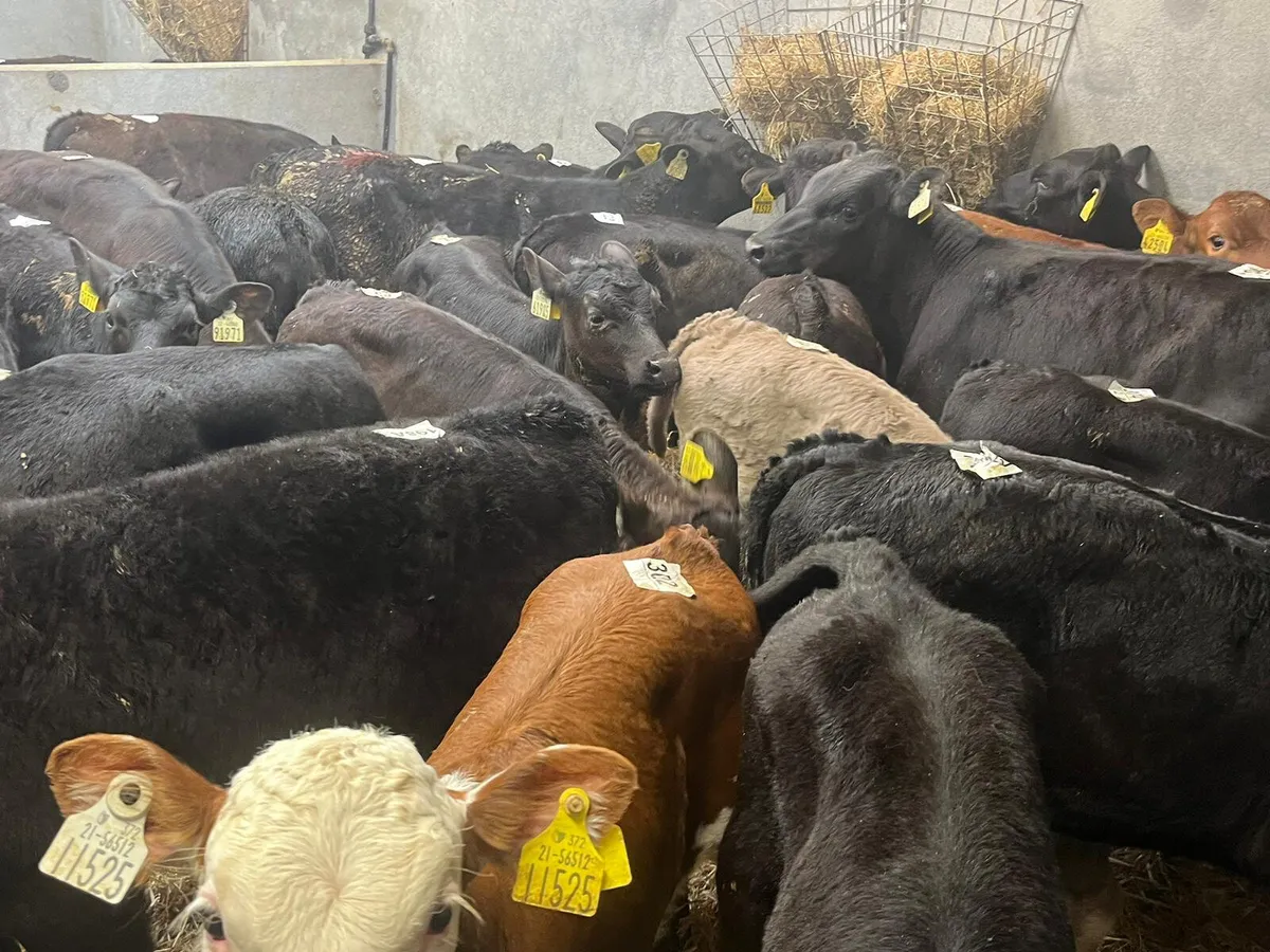 ⭐️Top Quality Calves/Runners/Wealings ⭐️ - Image 2