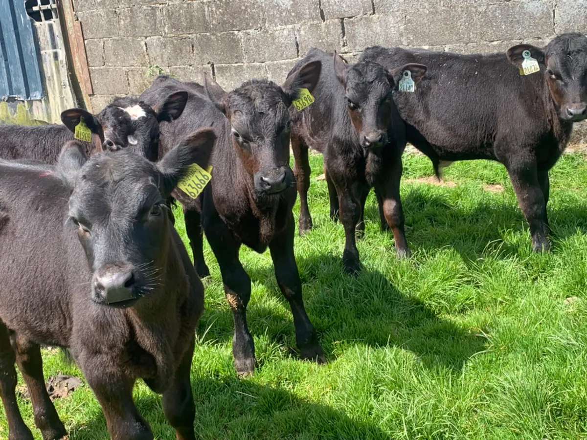⭐️Top Quality Calves/Runners/Wealings ⭐️ - Image 4