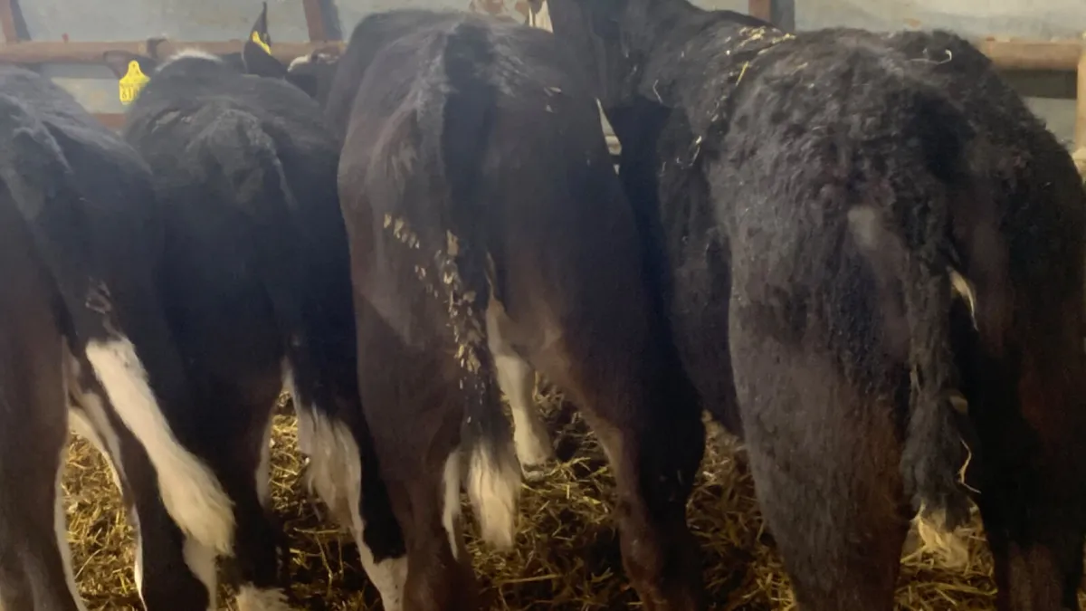 4 Quality Reared Hereford Heifer Calves - Image 2