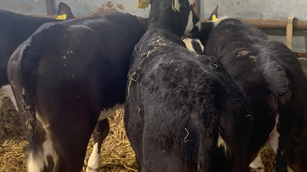 4 Quality Reared Hereford Heifer Calves - Image 4