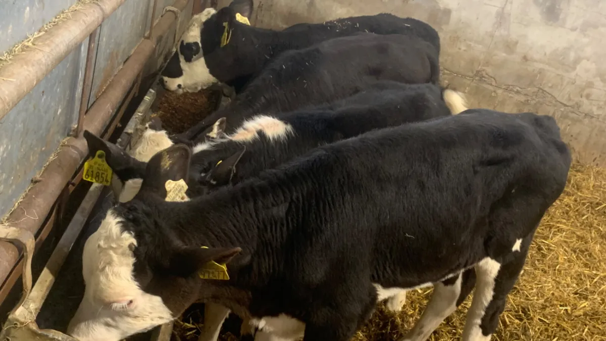4 Quality Reared Hereford Heifer Calves - Image 3