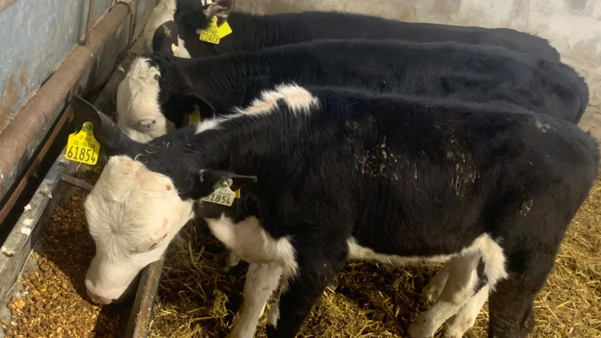 4 Quality Reared Hereford Heifer Calves - Image 1