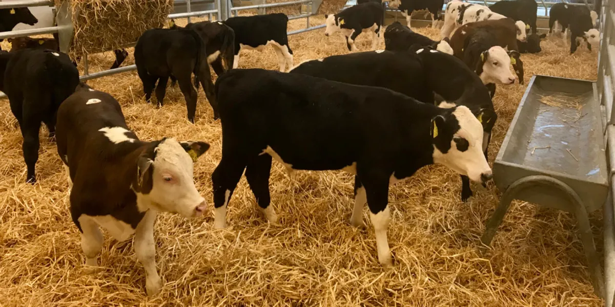SUPER REARED CALVES - Image 3
