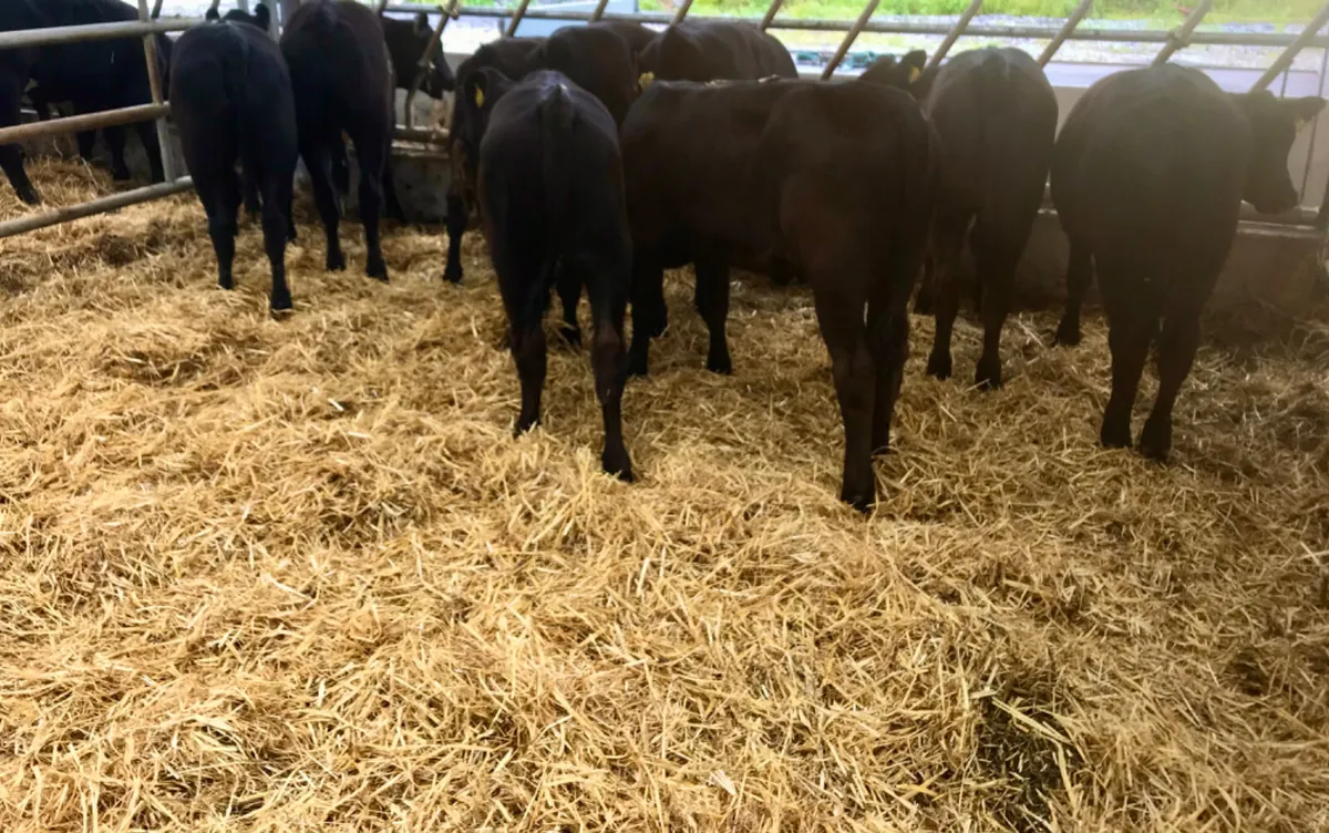 SUPER REARED CALVES - Image 4