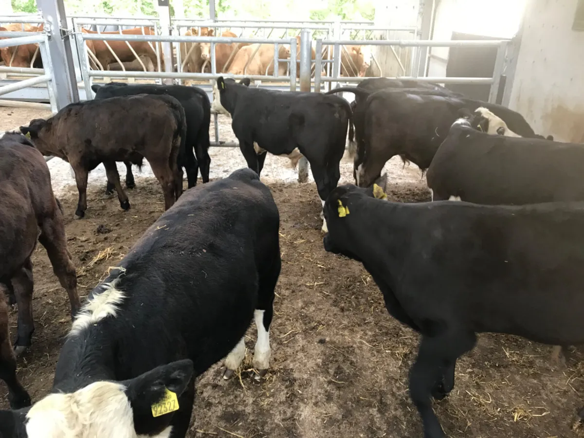50 FRESH IN REARED CALVES - Image 4