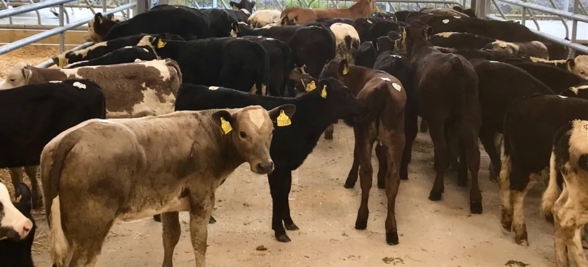 50 FRESH IN REARED CALVES - Image 3