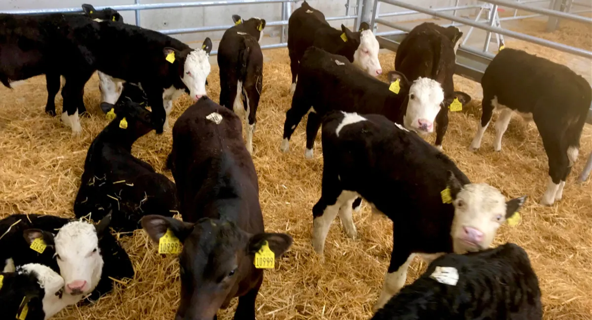 50 FRESH IN REARED CALVES - Image 2