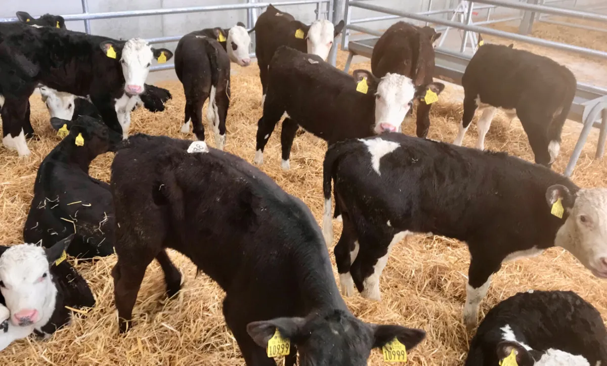 50 FRESH IN REARED CALVES - Image 1