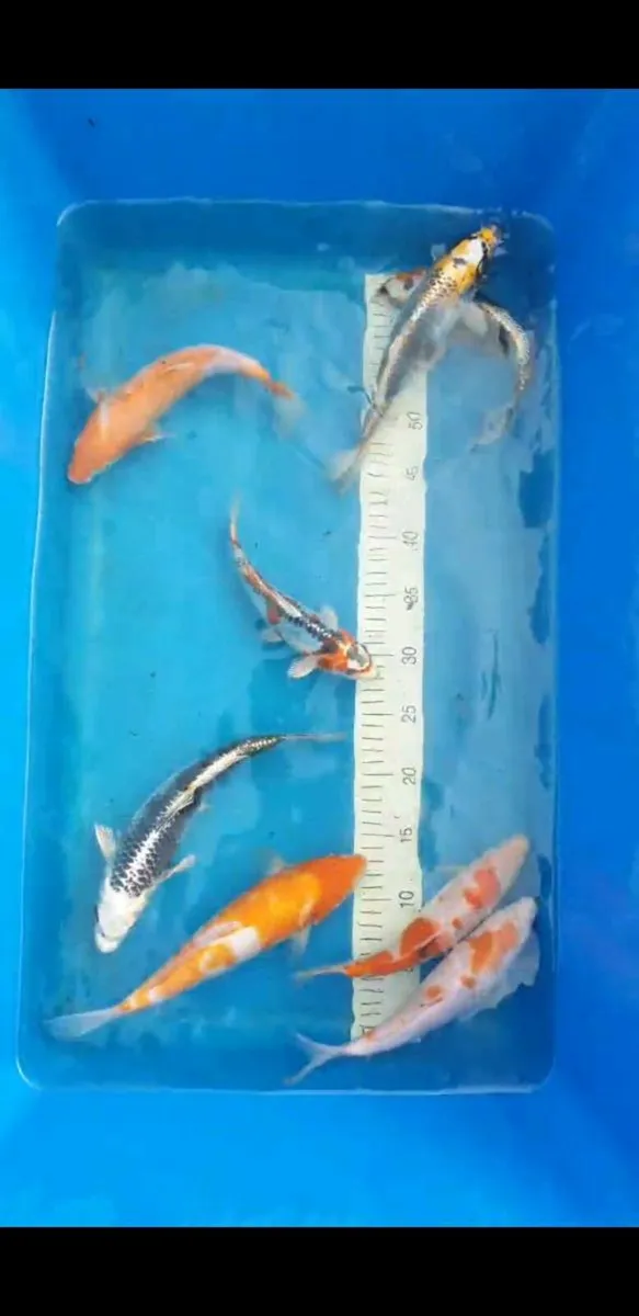 Japanese Koi Sale! - Image 3