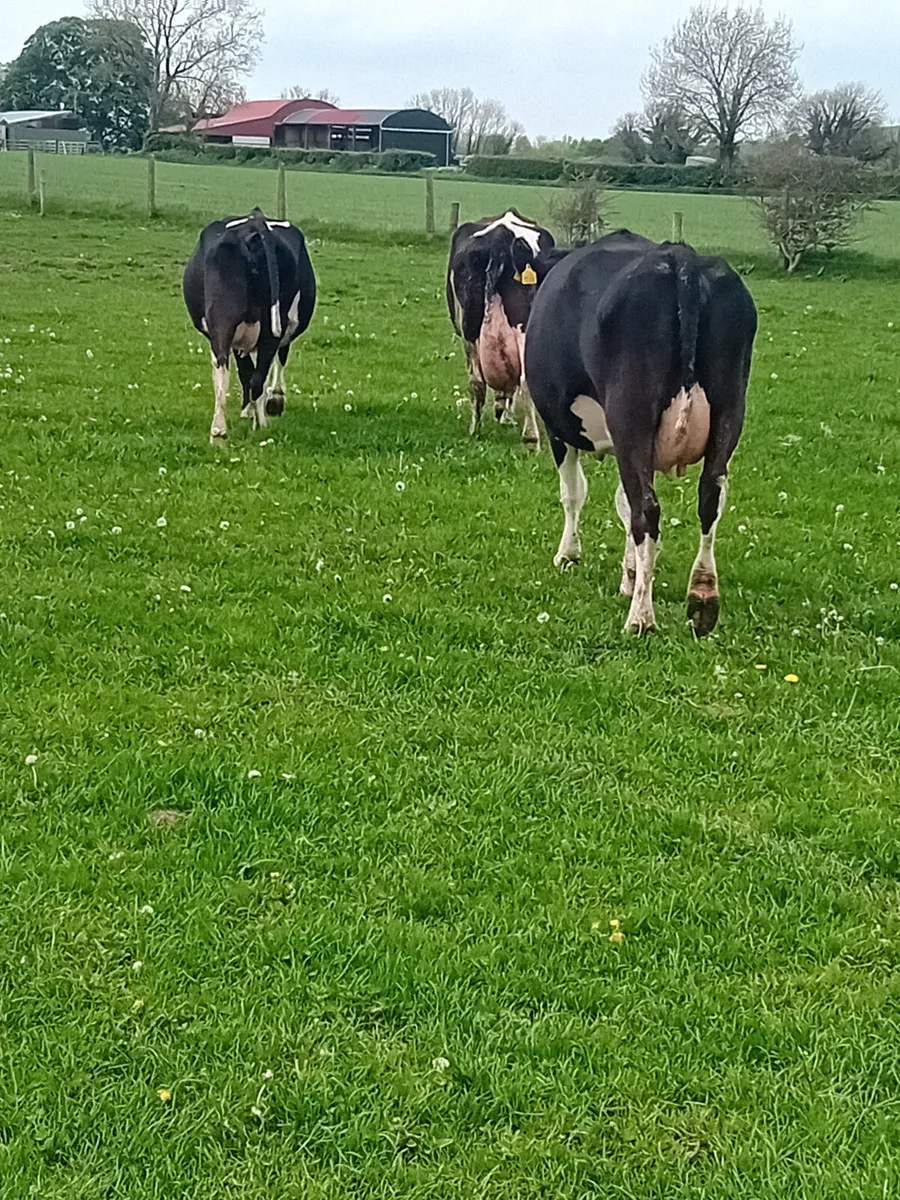 We buy all types of culls