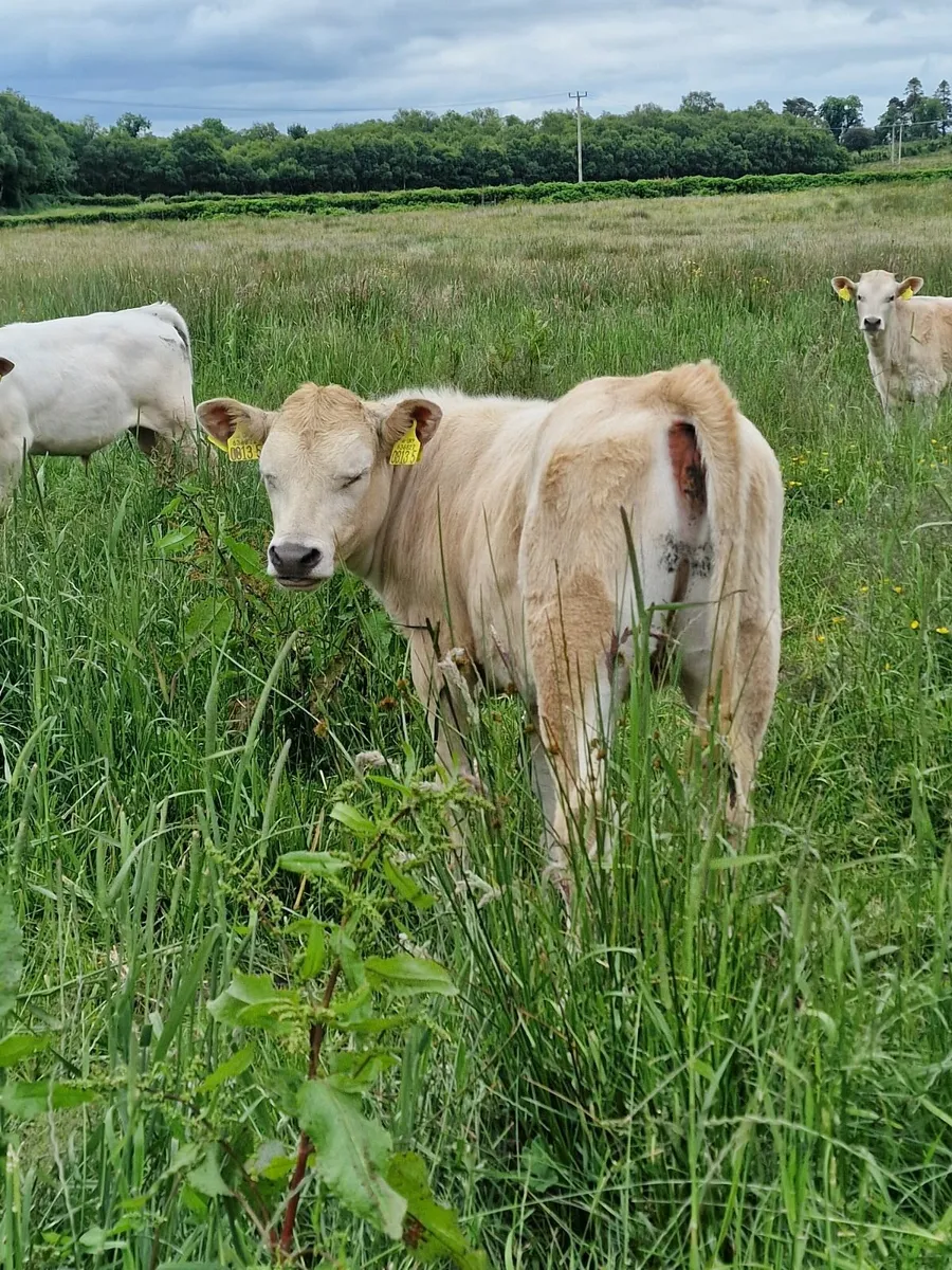 Charolais Calves for sale in Co. Tyrone for £550 on DoneDeal