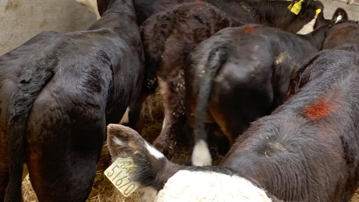 6 Super 2 Month Old Hereford Bull Calves - Image 3