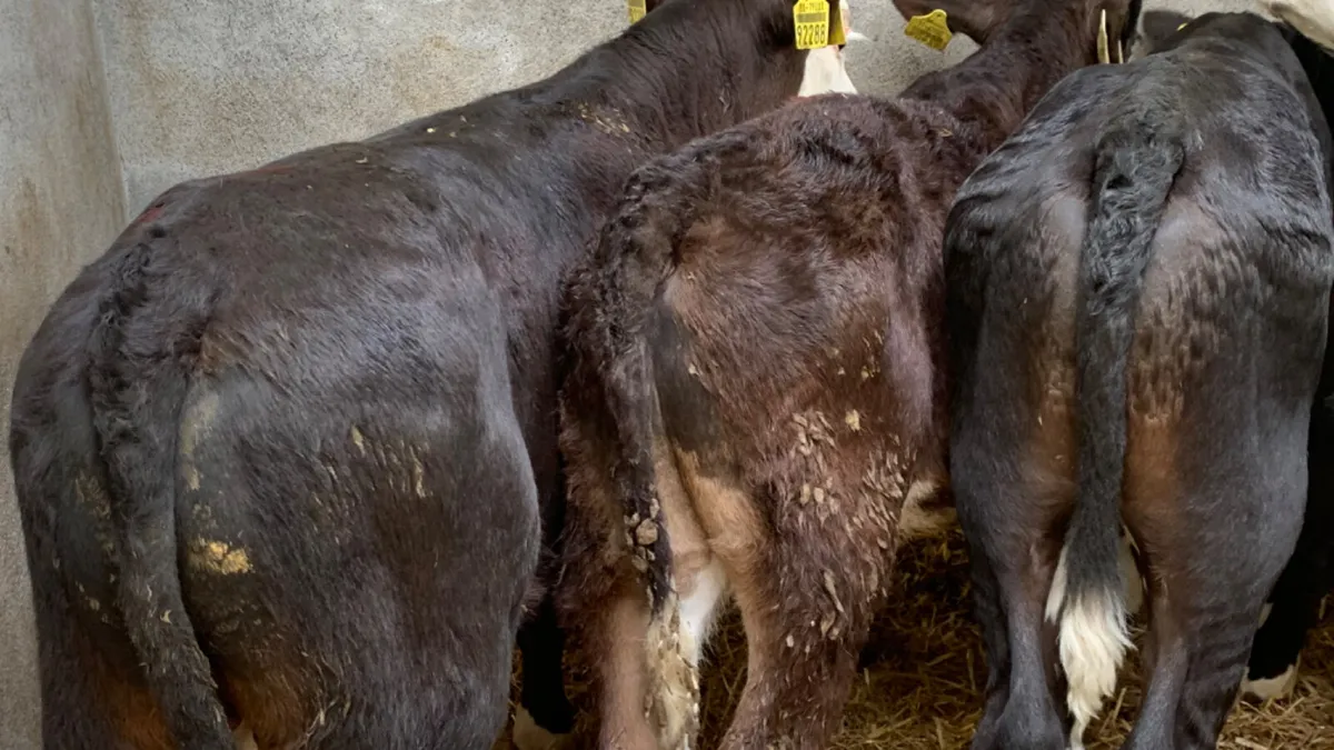 6 Super 2 Month Old Hereford Bull Calves - Image 2