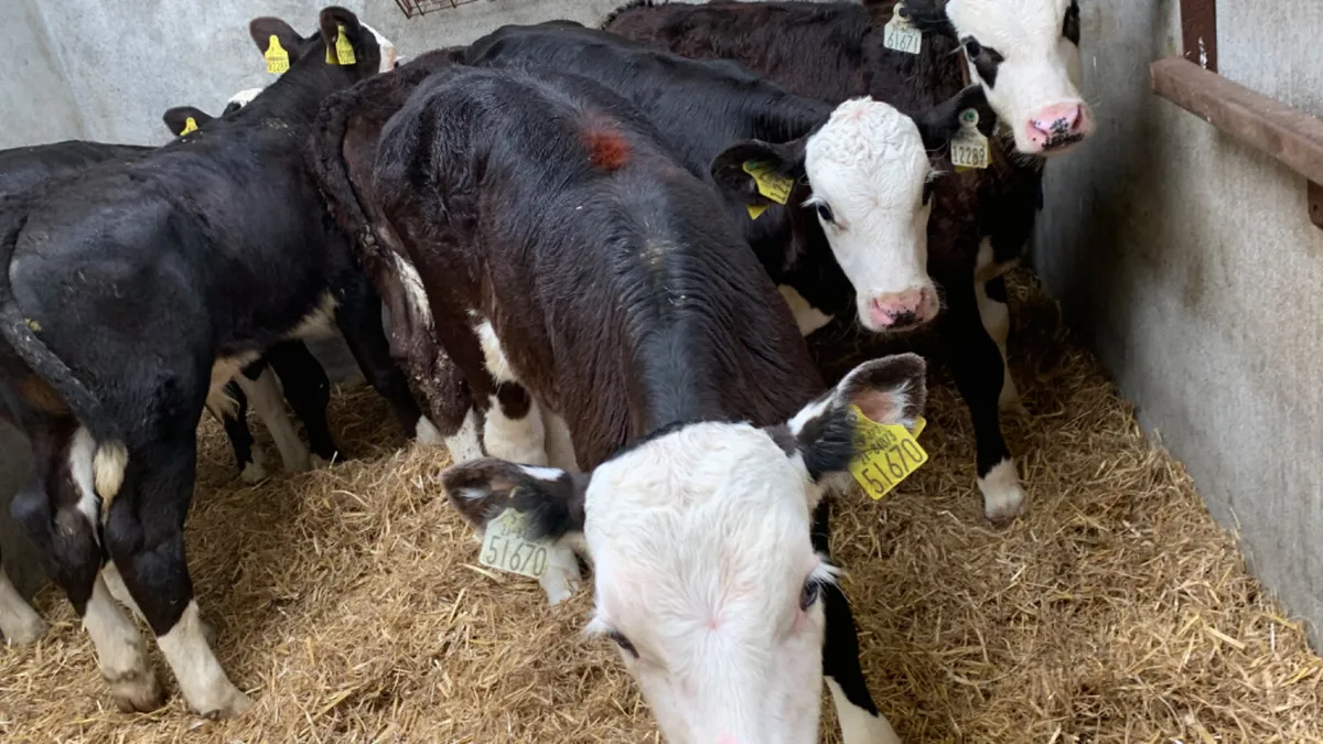 6 Super 2 Month Old Hereford Bull Calves - Image 4