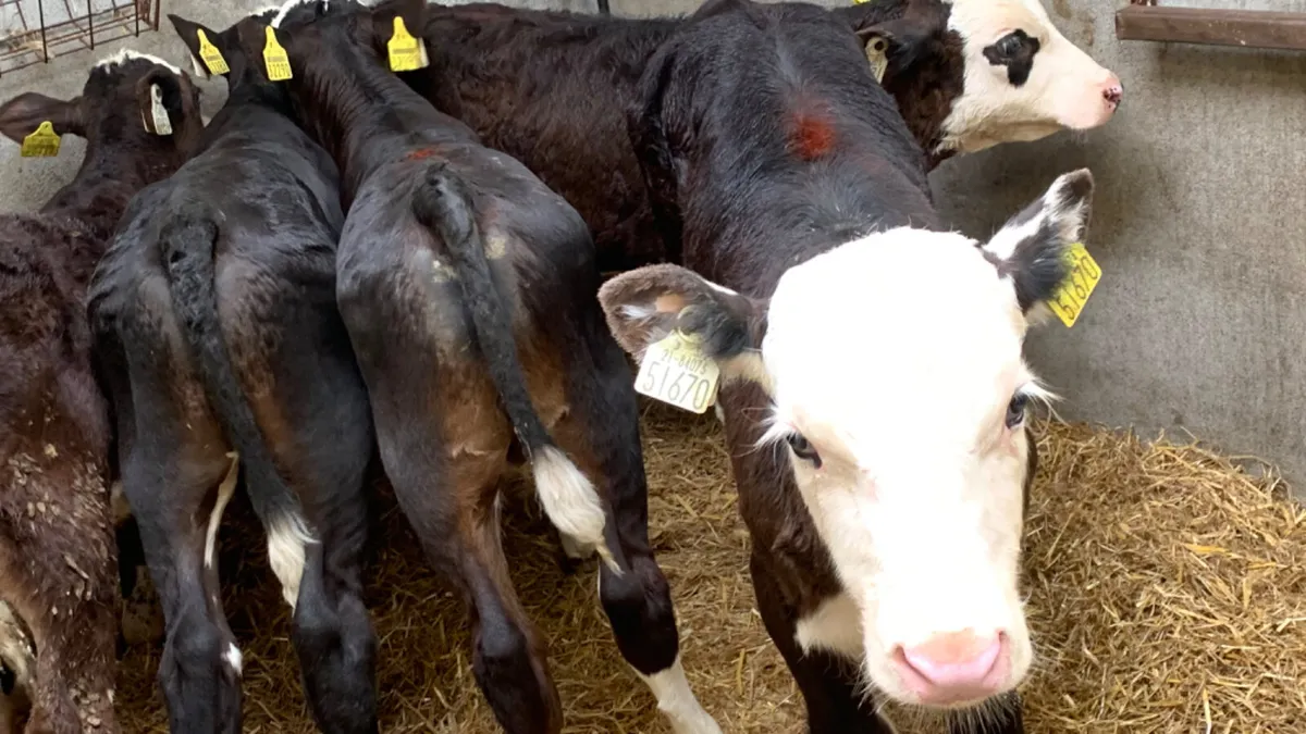 6 Super 2 Month Old Hereford Bull Calves - Image 1