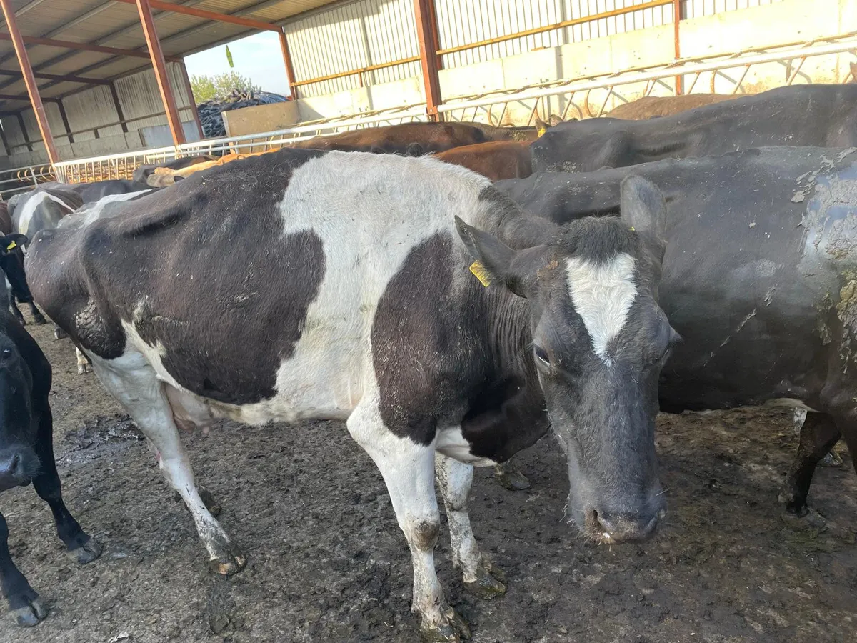 We buy all types of culls