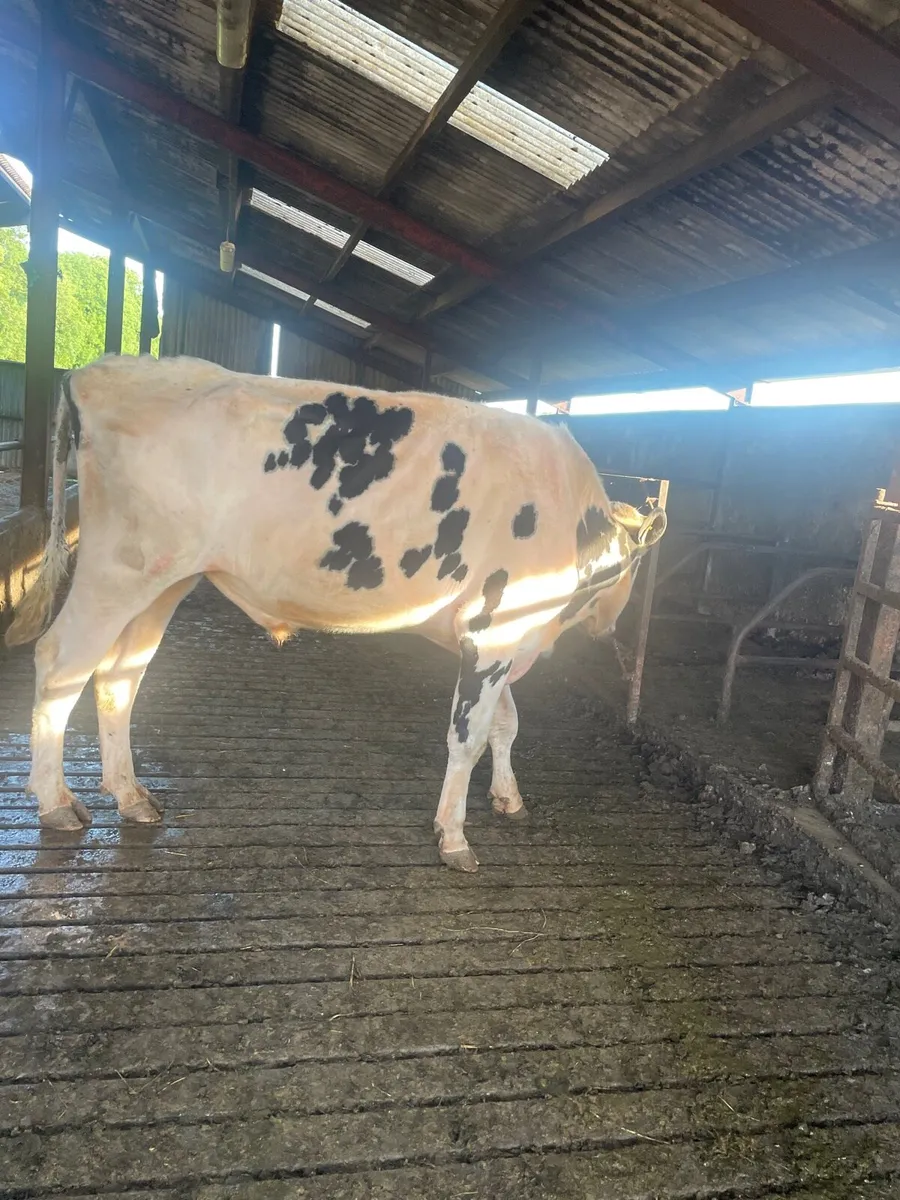 Pb Holstein bull for sale in Co. Cavan for €0 on DoneDeal