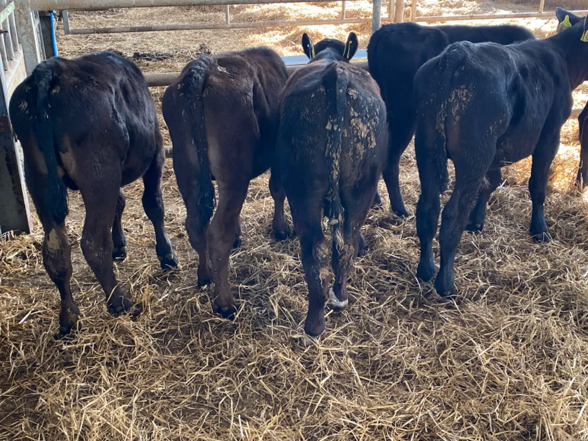 Reared Calves - Image 3