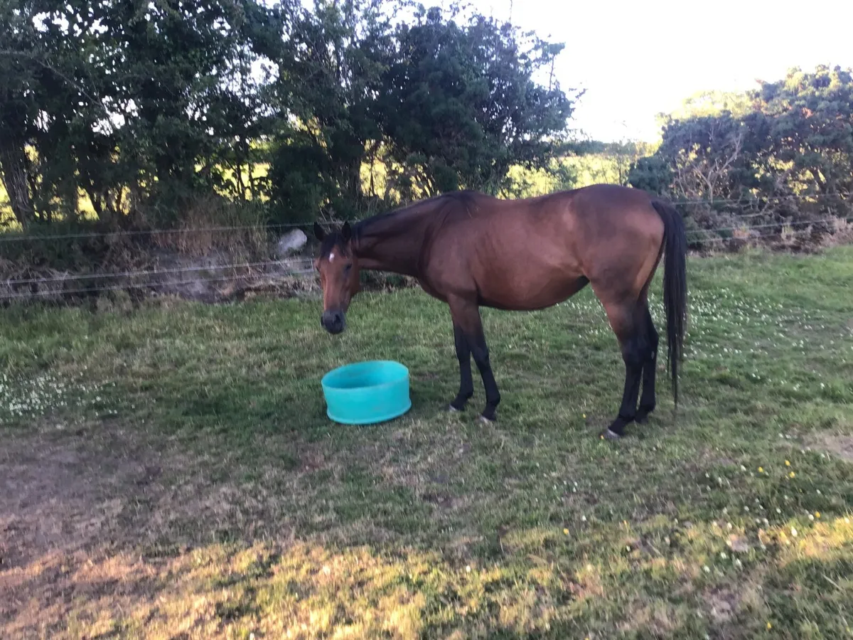 TB NATIONAL HUNT BAY CONDUIT MARE 7 YEARS OLD - Image 1