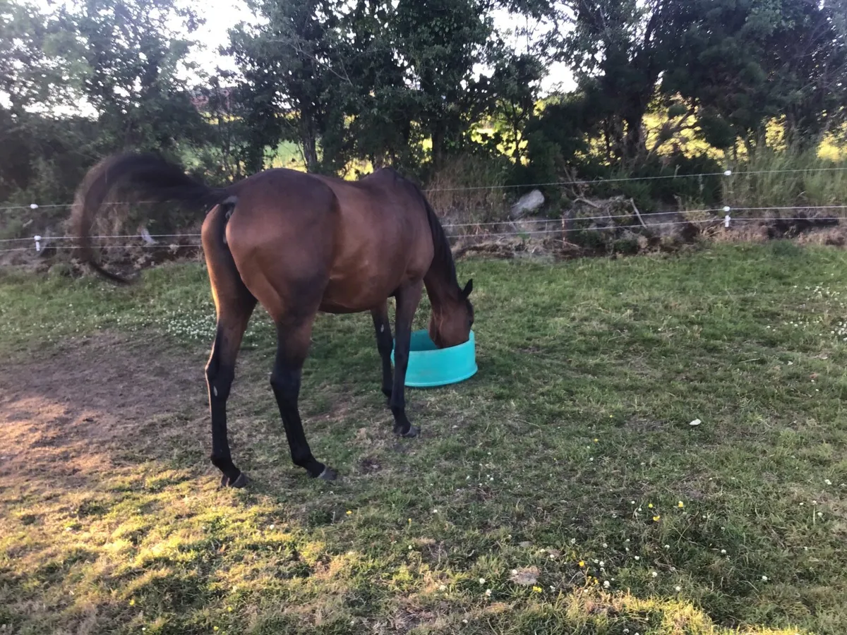 TB NATIONAL HUNT BAY CONDUIT MARE 8 YEARS OLD - Image 3