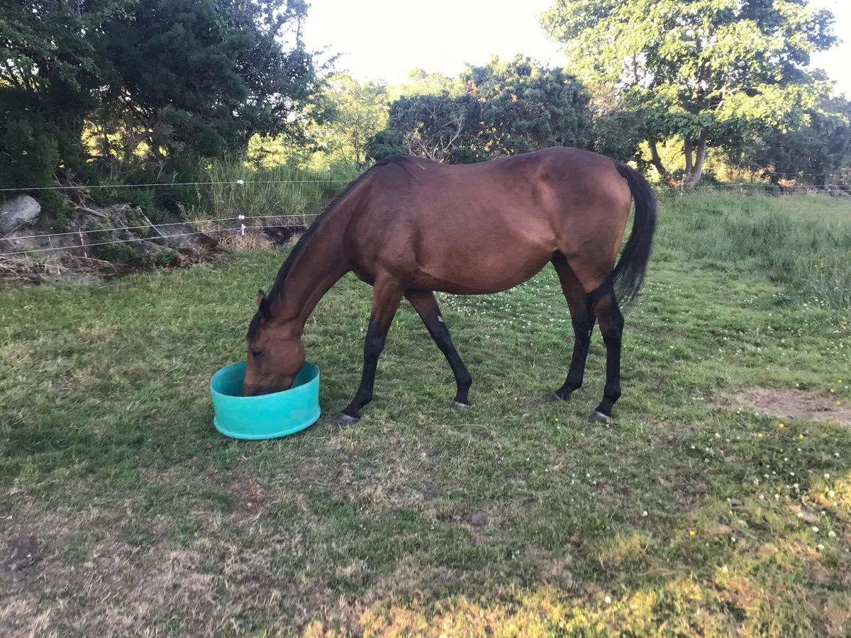 TB NATIONAL HUNT BAY CONDUIT MARE 8 YEARS OLD - Image 1