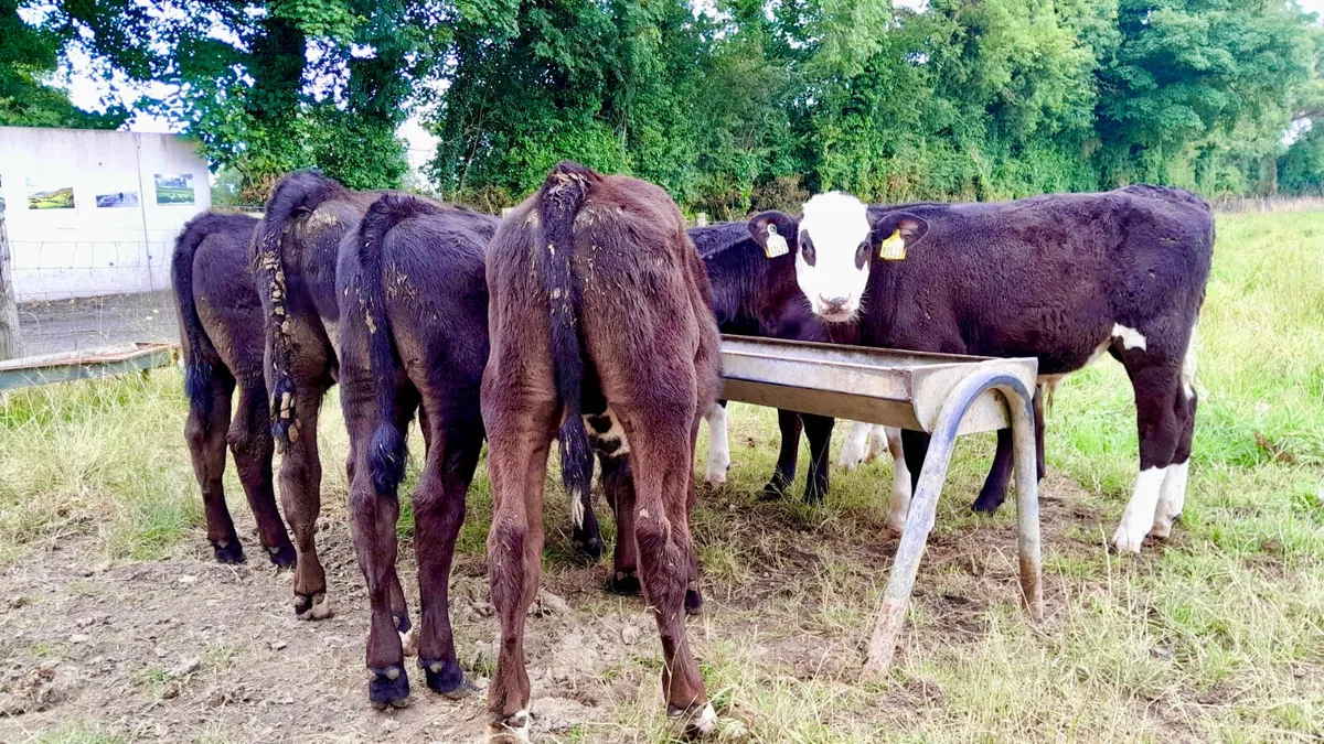 Strong Reared Calves - Image 3