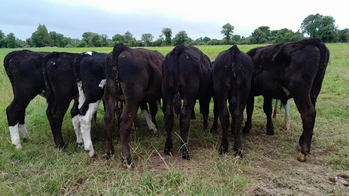 Strong Reared Calves - Image 2