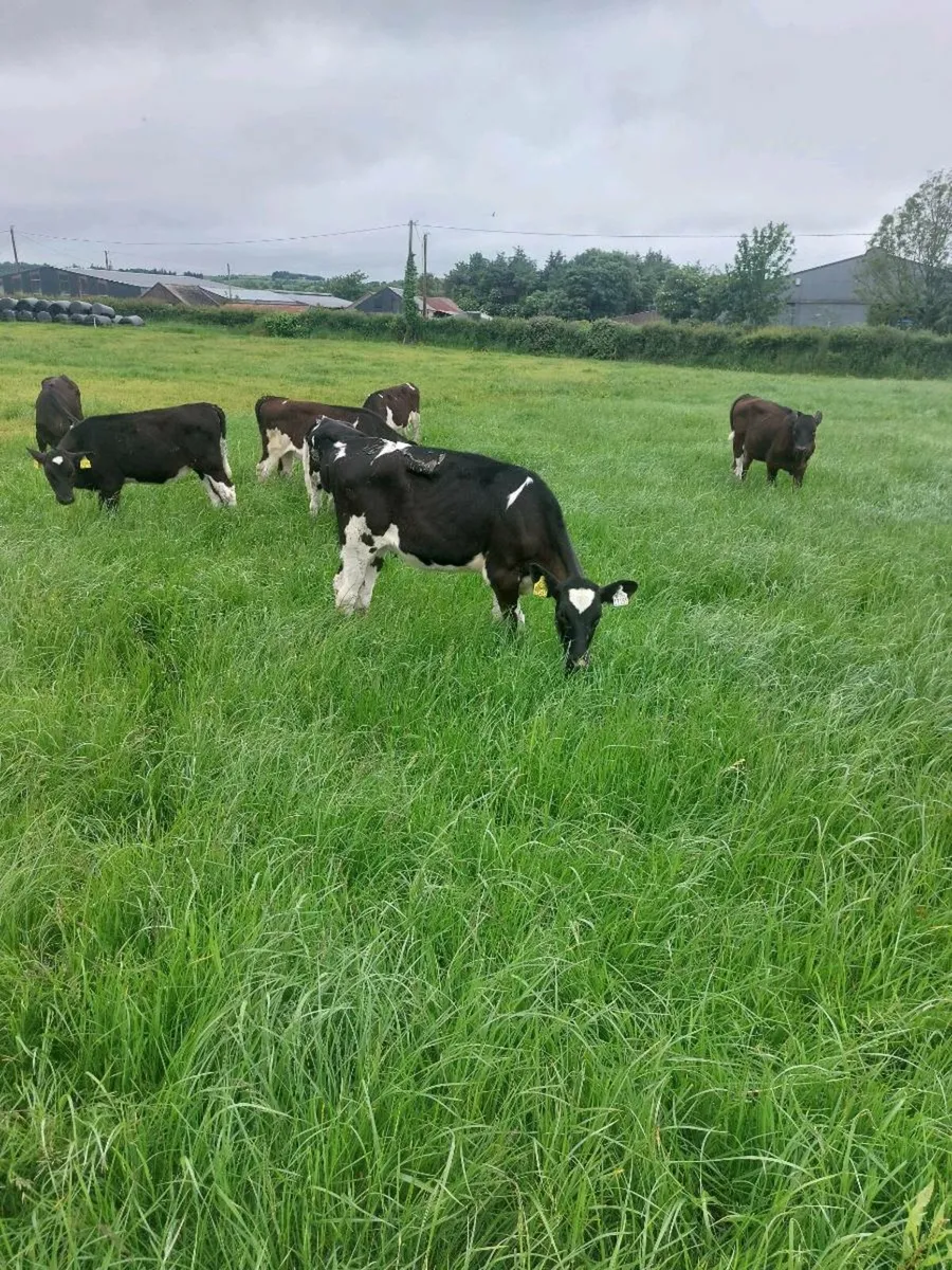 Fr Heifer calves for sale in Co. Cork for €450 on DoneDeal