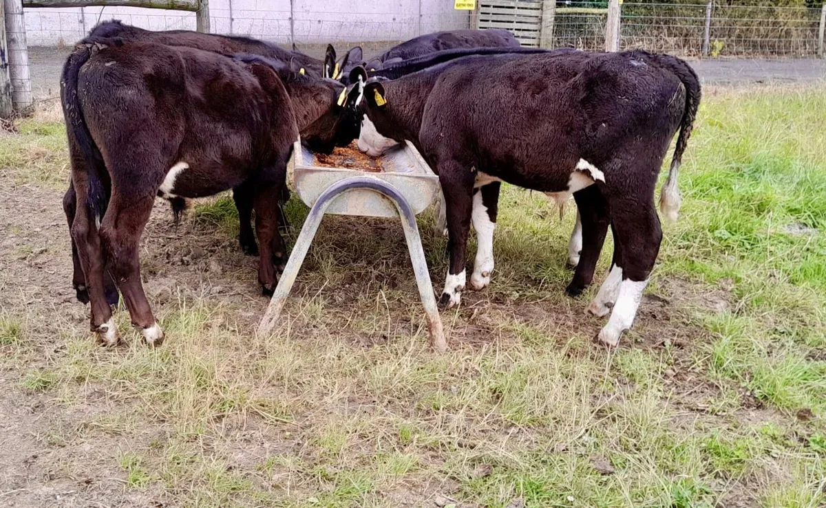 Strong Reared Bull Calves - Image 3