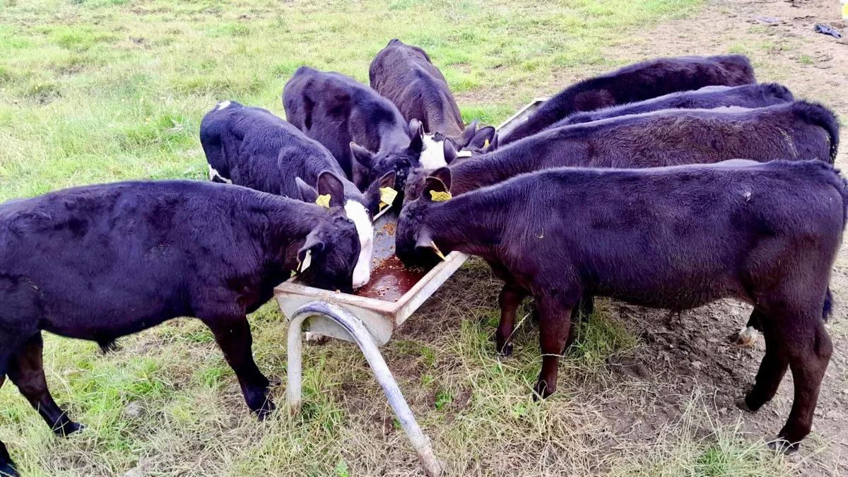 Strong Reared Bull Calves - Image 1