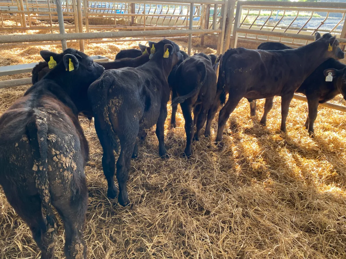 Reared Angus Bull Calves - Image 1