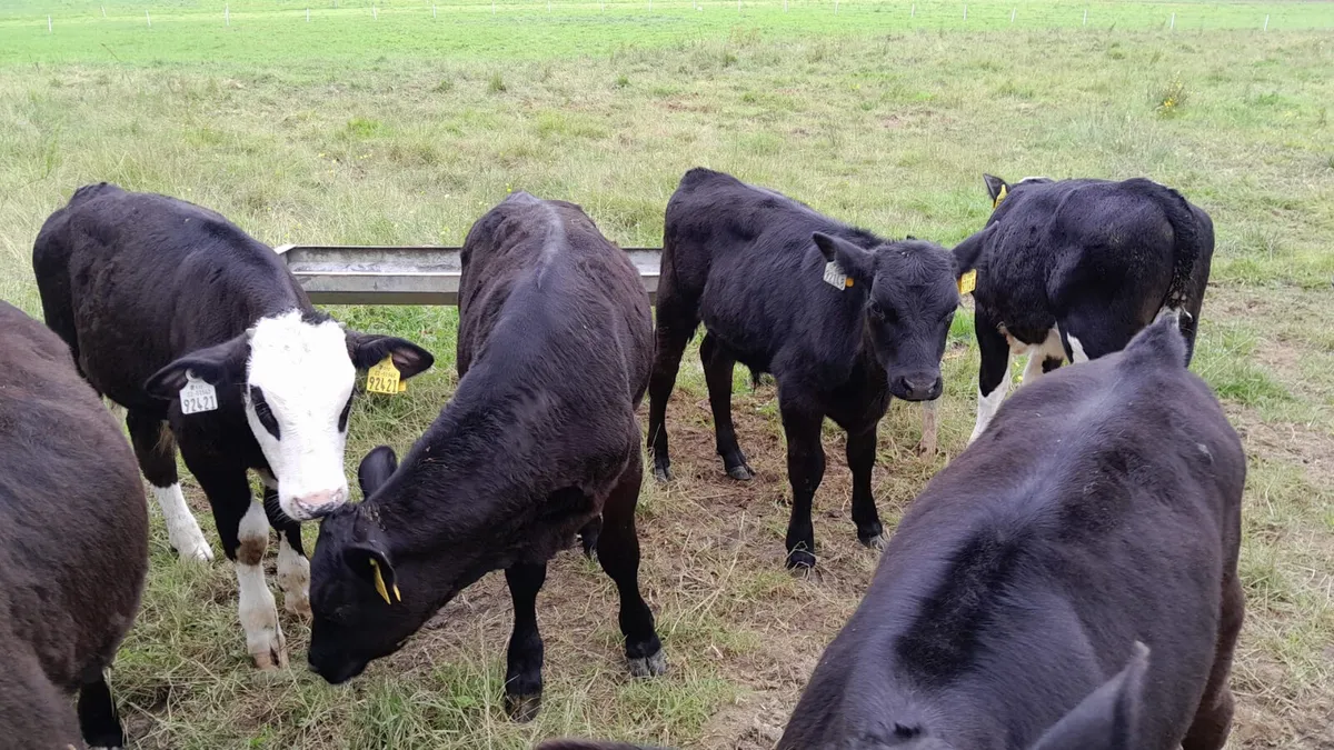 Strong Reared Bull Calves - Image 2